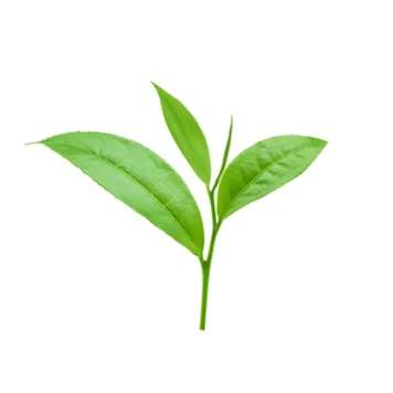 Extracto de Té Verde