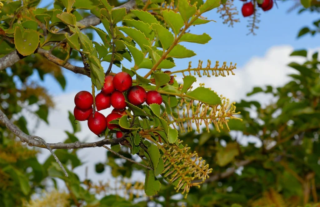 aceite de avellana chilena